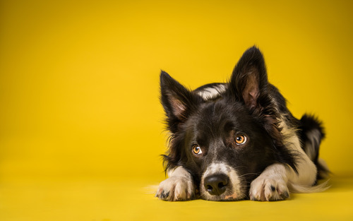 Can a Dog Be Spayed While in Heat? Best Time & Risks