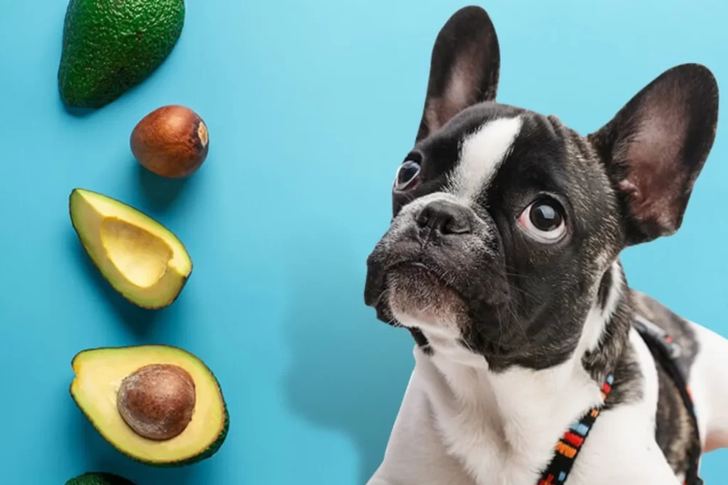 Can Dogs Eat Food with Avocado Oil: Do’s & Don’ts