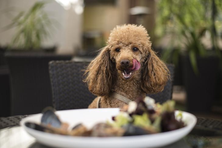 Can Dogs Eat Human Food Cooked with Avocado Oil?