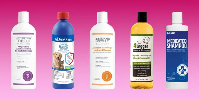 Dry Dog Shampoos: The Best Waterless Cleaning Solution