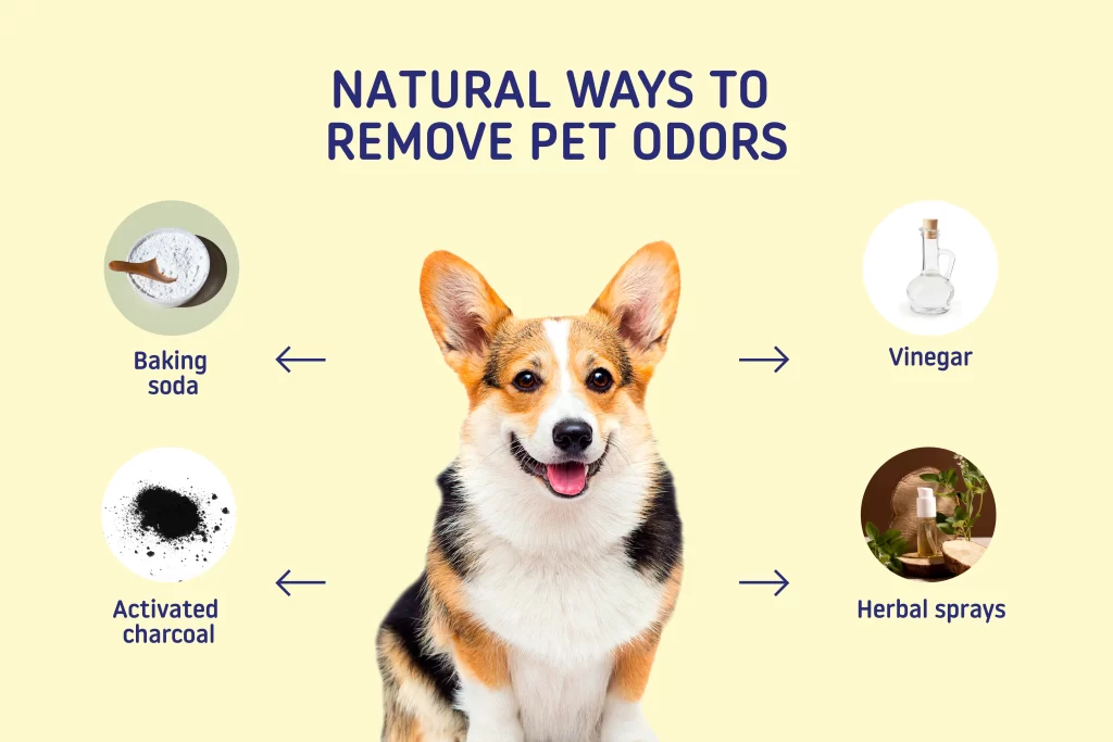 Home Remedies to Remove Dog Smell Without a Bath