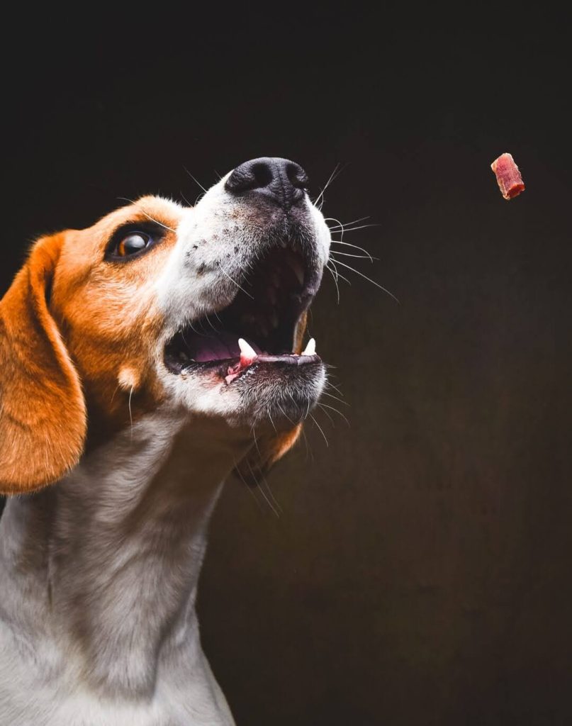 How Much Beef Liver Should Dogs Eat?