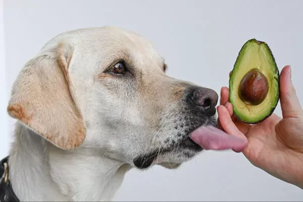 How to Safely Introduce Avocado Oil into Your Dog’s Diet