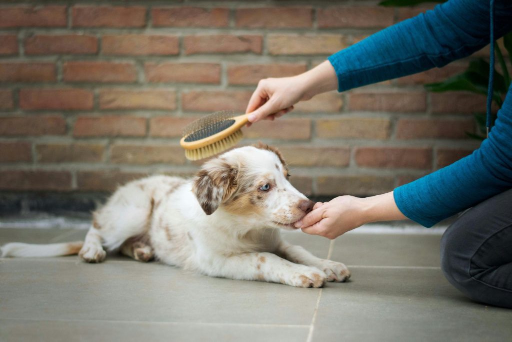 Preventative Grooming Measures to Keep Your Dog Smelling Fresh
