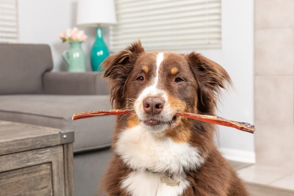 Safe Alternatives to Benebones for Aggressive Chewers