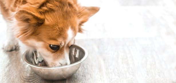 The Nutritional Benefits of Beef Liver for Dogs