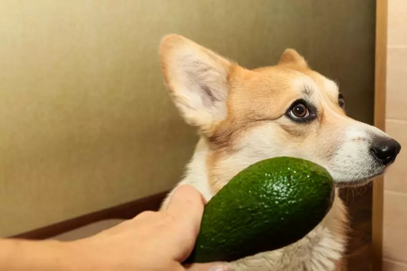 What Makes Avocado (and Avocado Oil) a Questionable Ingredient?