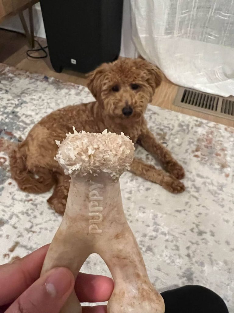 What to Do If Your Dog Swallowed a Piece of Benebone