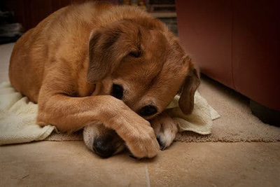 Why Do Dogs Smell, and Why Avoid Frequent Bathing?