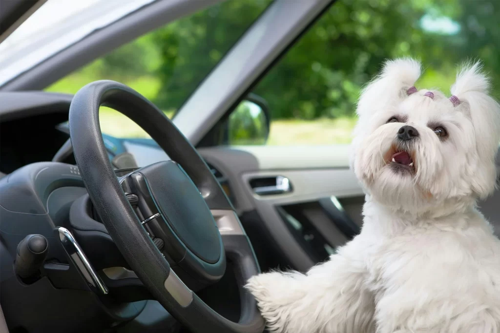 5 Hacks to Stop Your Dog from Whining in the Car