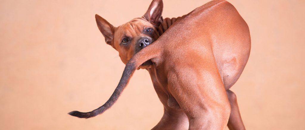 Dog Biting Tail