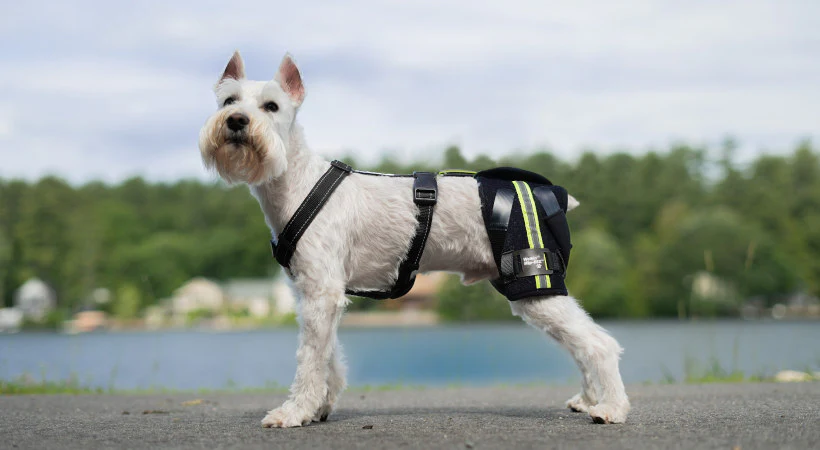 How to Strengthen Old Dogs’ Hind Legs at Home