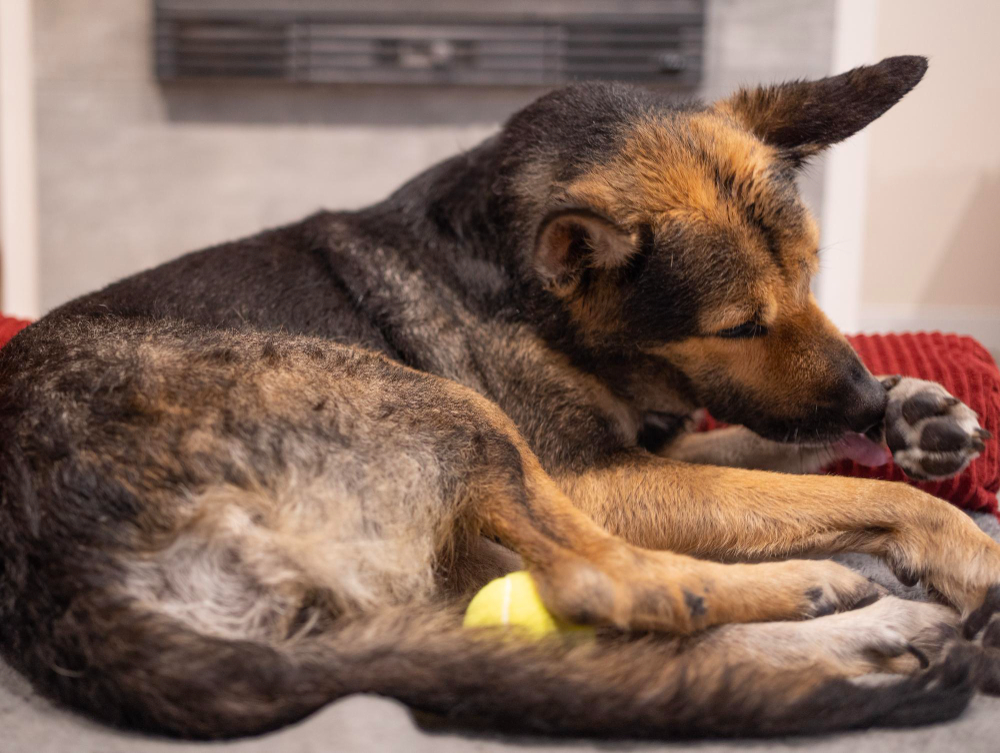 Why Do Dogs Lick Their Paws at Night? The Meaning Behind It