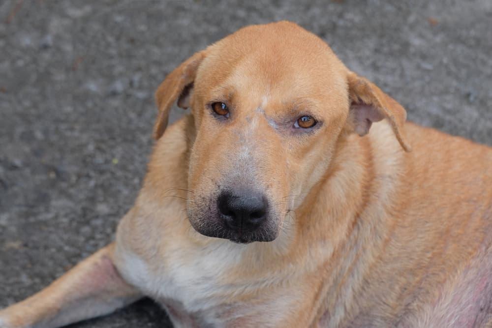 Dog Face Swollen on One Side: Urgent Action is Critical