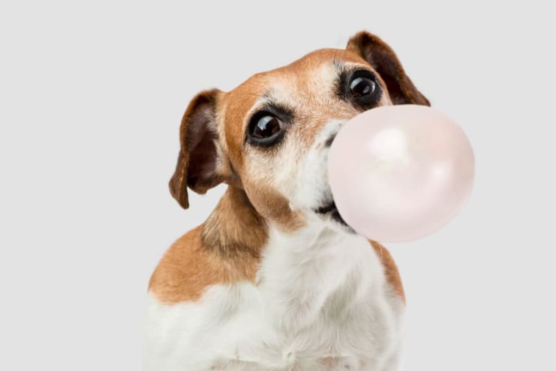 Dog Swallowed Gum? Here’s What You Must Do Immediately