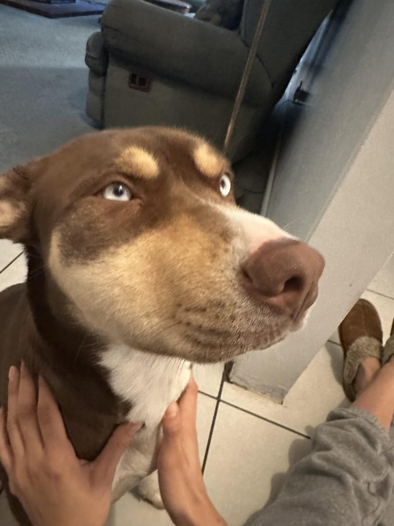 Emergency Guide: What to Do If Your Dog’s Face Is Swollen