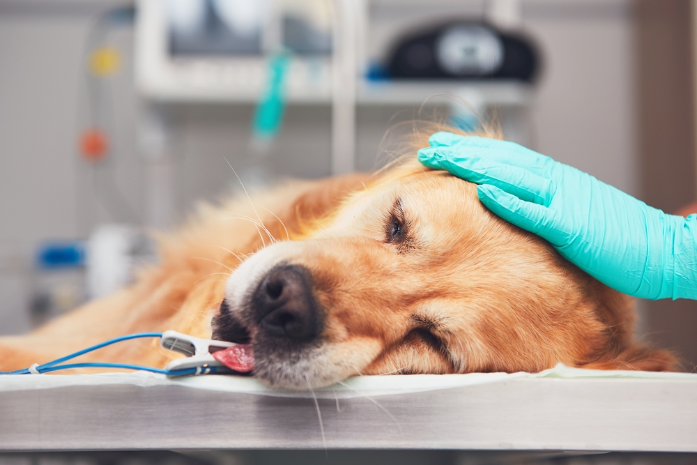 Emergency Treatment: What Vets Will Do