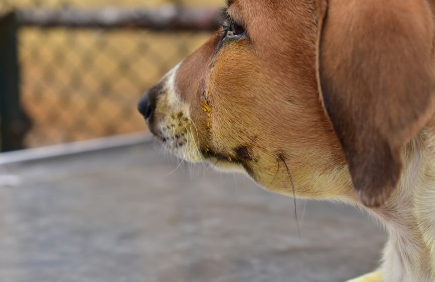 How to Prevent Future Swelling in Dogs