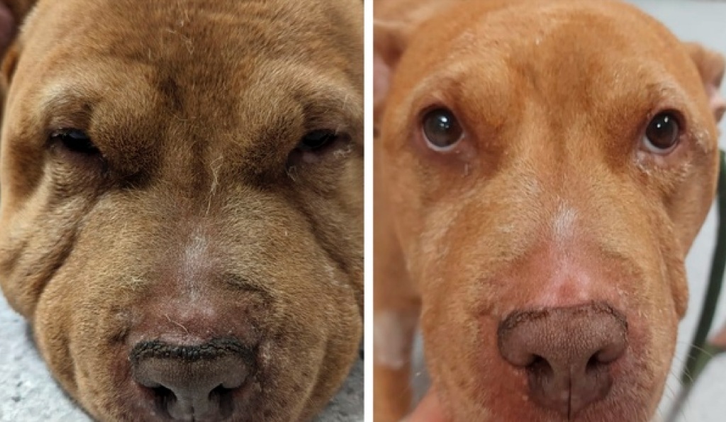How Vets Diagnose the Cause of Facial Swelling
