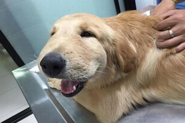 Is Your Dog’s Face Swollen on One Side? Here’s What to Do Immediately