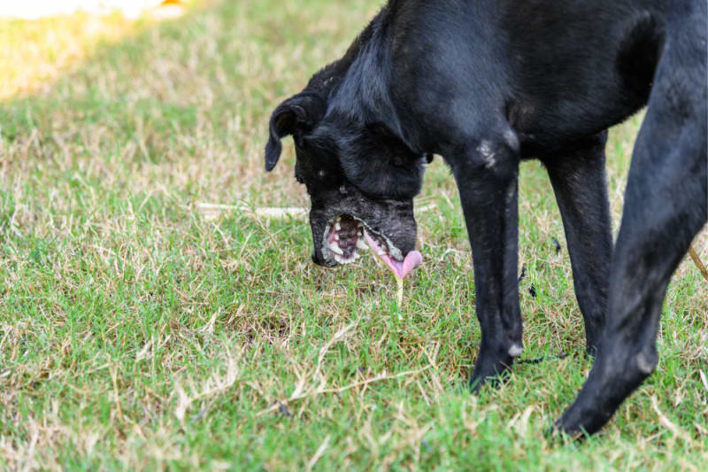 Symptoms of Gum Toxicity in Dogs