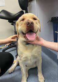 Treatment Options for Facial Swelling in Dogs