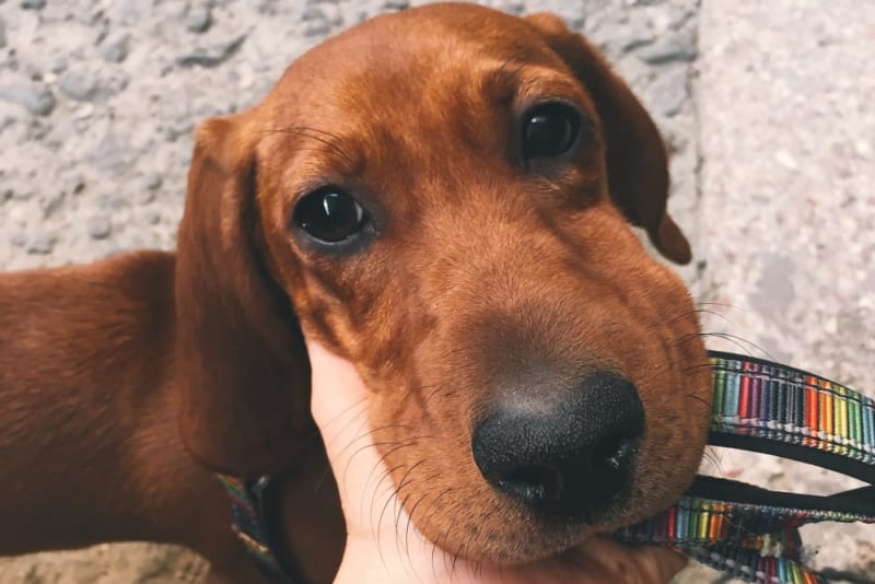 What Causes One-Sided Facial Swelling in Dogs?