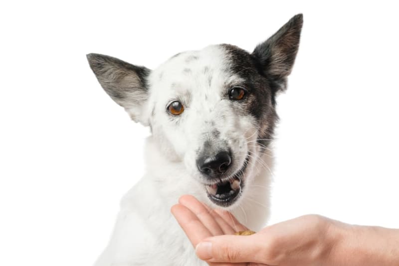 What Happens If Your Dog Swallows a Gum? Do This Immediately