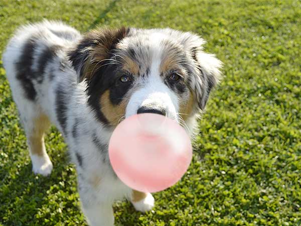 What If the Gum Doesn’t Contain Xylitol?