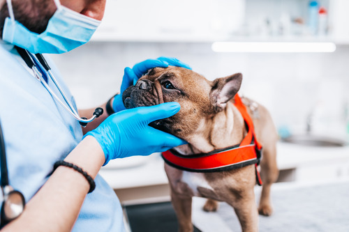 When Should You Go to the Vet for Dog Face Swelling?