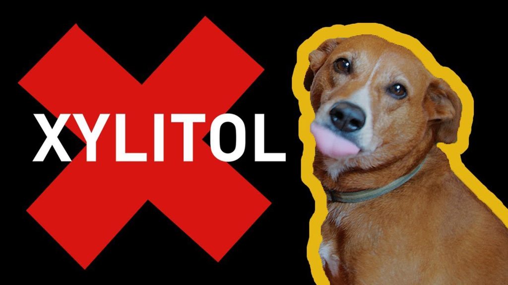 Why Is Gum Dangerous for Dogs? (Especially Xylitol)