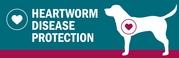 Can You Skip a Month of Heartworm Prevention?