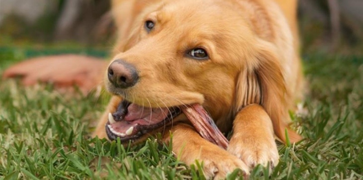 Collagen for Dogs: What Science Actually Says
