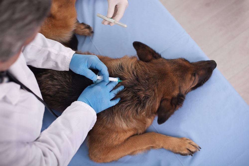 Common Side Effects of the Rabies Shot in Dogs
