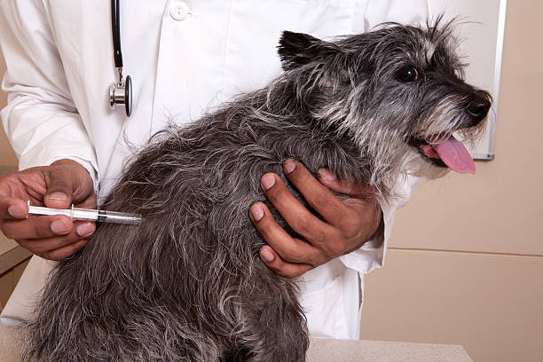Do Age, Size, or Breed Affect How Dogs React?