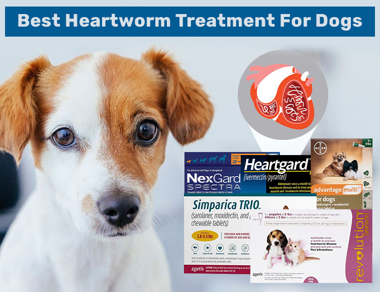 Do Dogs Need Heartworm Medicine Every Month?