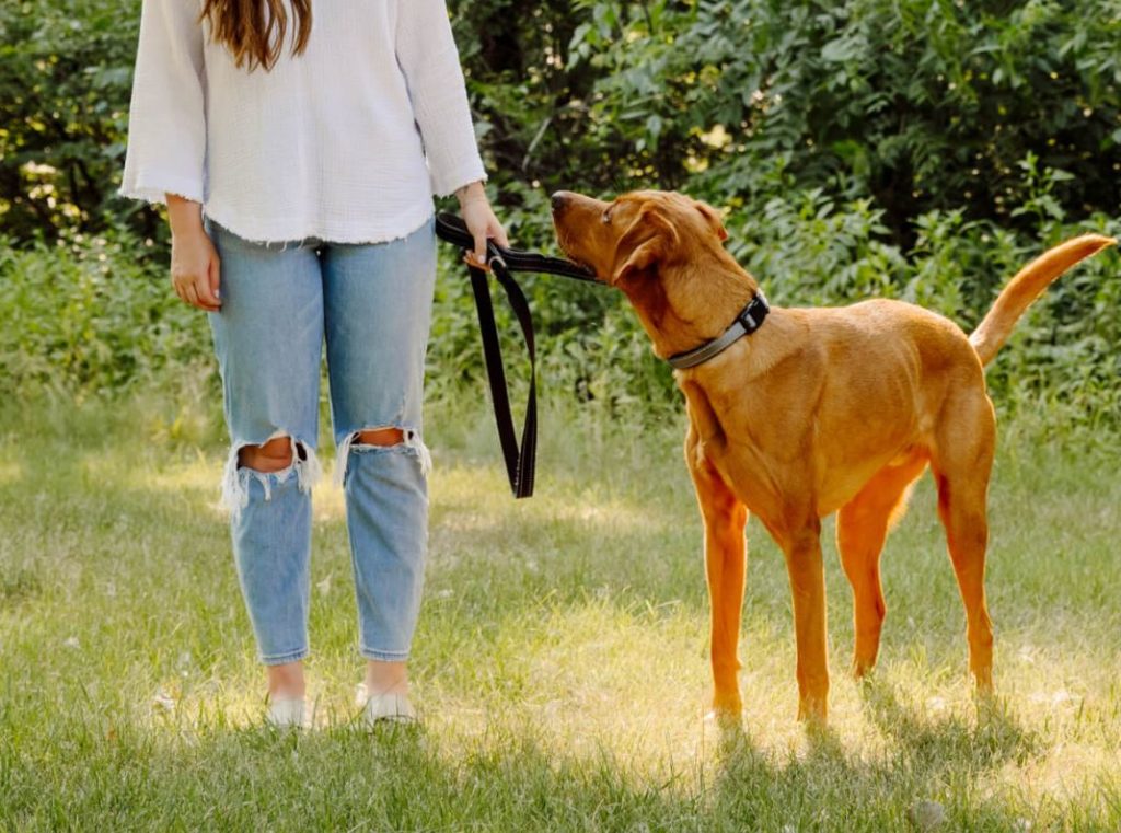 Do Dogs Only Need Heartworm Pills in Summer?