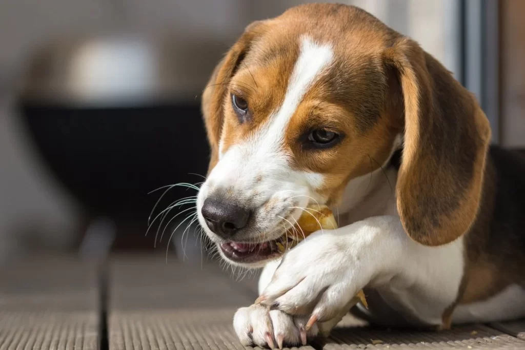 Do Vets Recommend Collagen Sticks for Dogs?