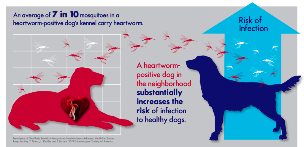 Does Climate or Region Affect Heartworm Risk?