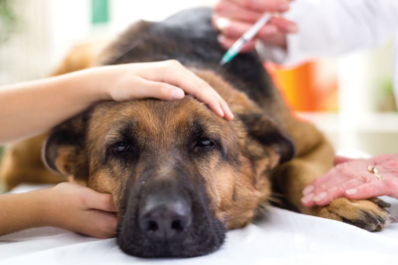 Does the Rabies Shot Make Dogs Tired?