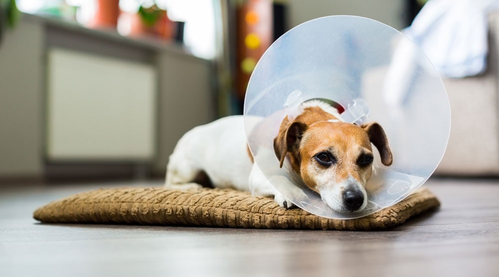 Factors That Affect Spay Recovery and Pain Duration