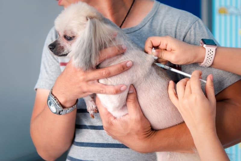 How Heartworm Preventatives Work