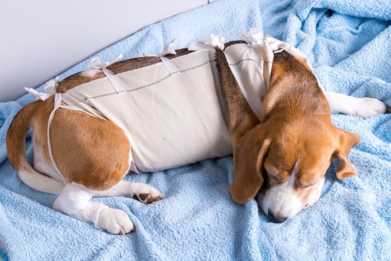 How Long Do Dogs Need Pain Meds After Spaying?