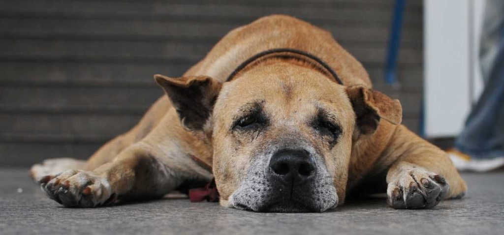 How Long Will My Dog Be Tired After a Rabies Shot?