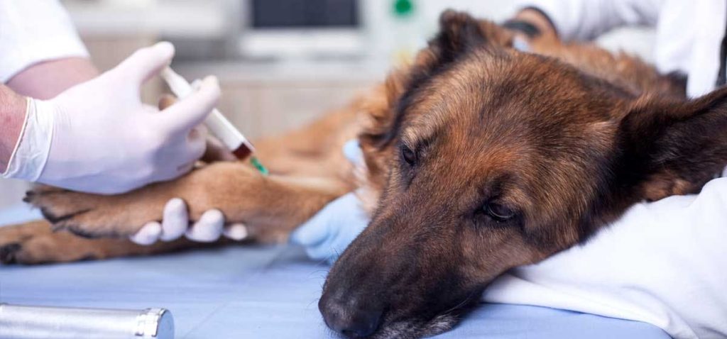 Is It Normal for Dogs to Feel Tired After a Rabies Vaccine?