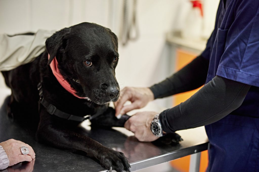 Natural Alternatives vs Vet-Prescribed Heartworm Meds: What Works?