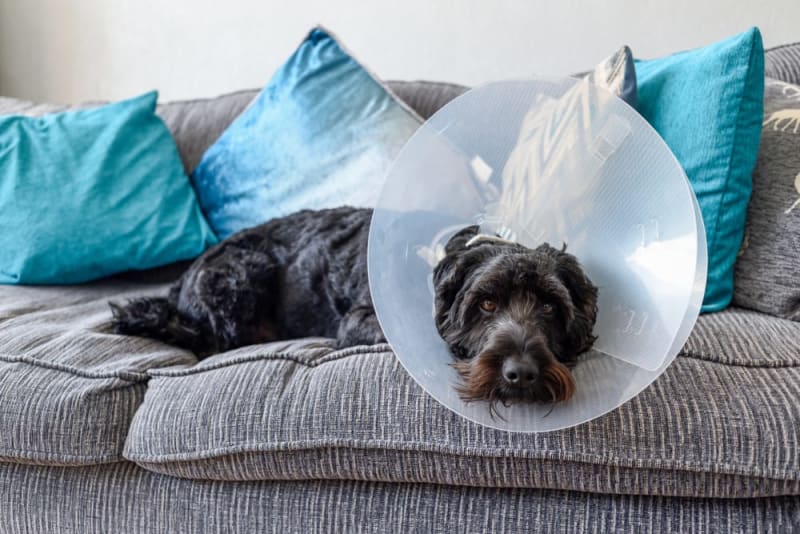 Pain Medication Timeline for Spayed Dogs