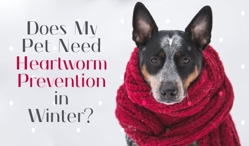 Should Indoor Dogs Take Heartworm Pills in the Winter?