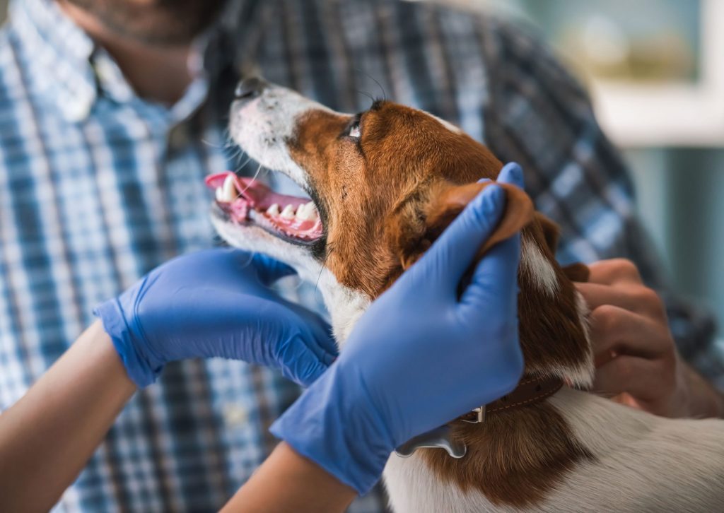 The Real Reason Vets Recommend Year-Round Heartworm Prevention