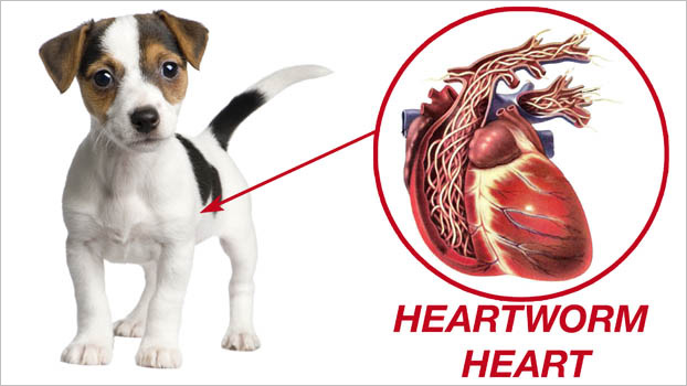 Understanding Heartworm in Dogs